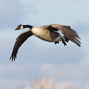 Canadian Goose Hunts