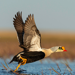 Exotic Waterfowl Hunts