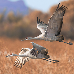 Sandhill Crane Hunts