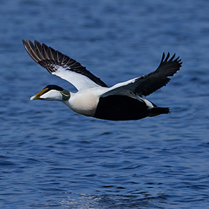 Sea Duck and Diver Duck Hunts