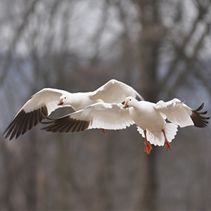 Snow Goose Hunts