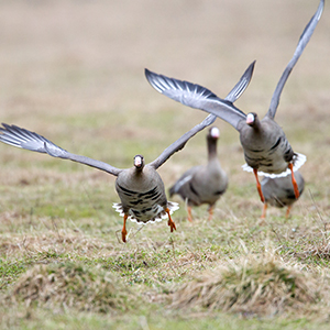 Specklebelly Goose Hunts